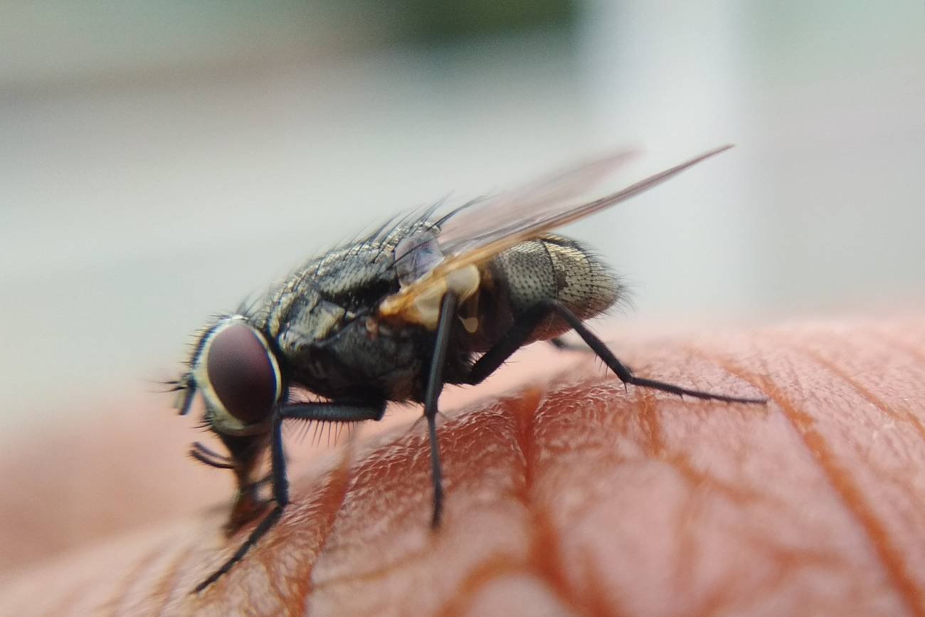 Mucha na dłoni człowieka
