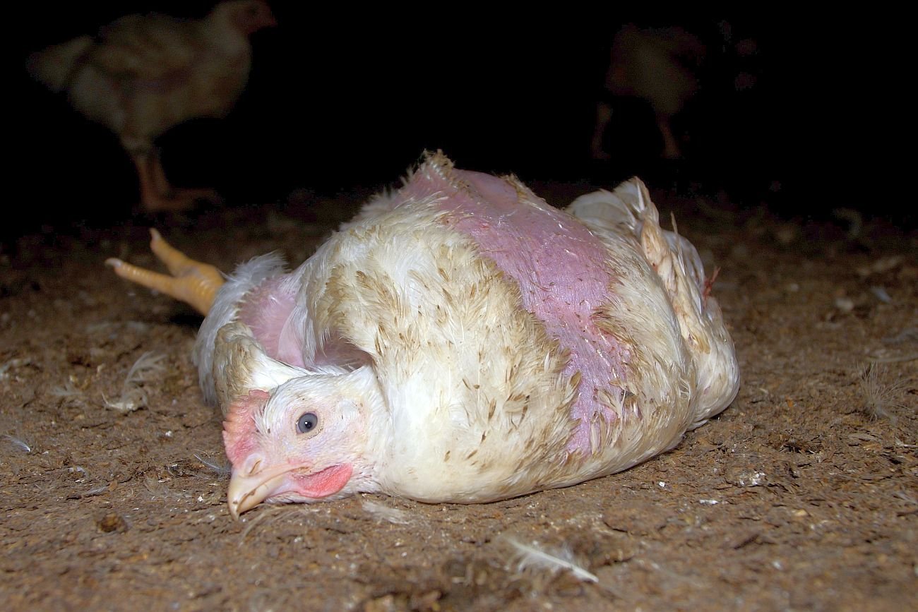 Na fermach drobiu panują skandaliczne warunki