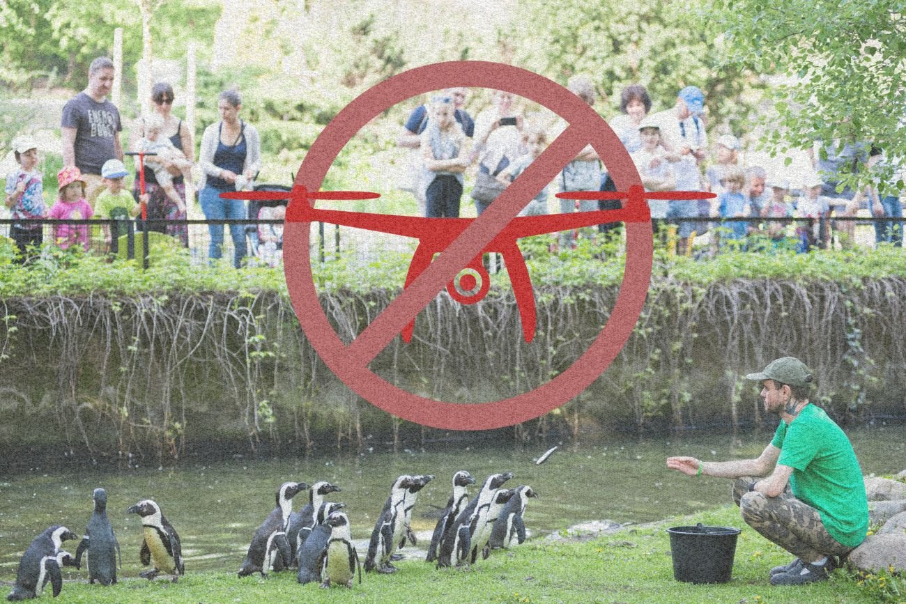 Karmienie pingwinów i symbol zakazu lotu dronem.