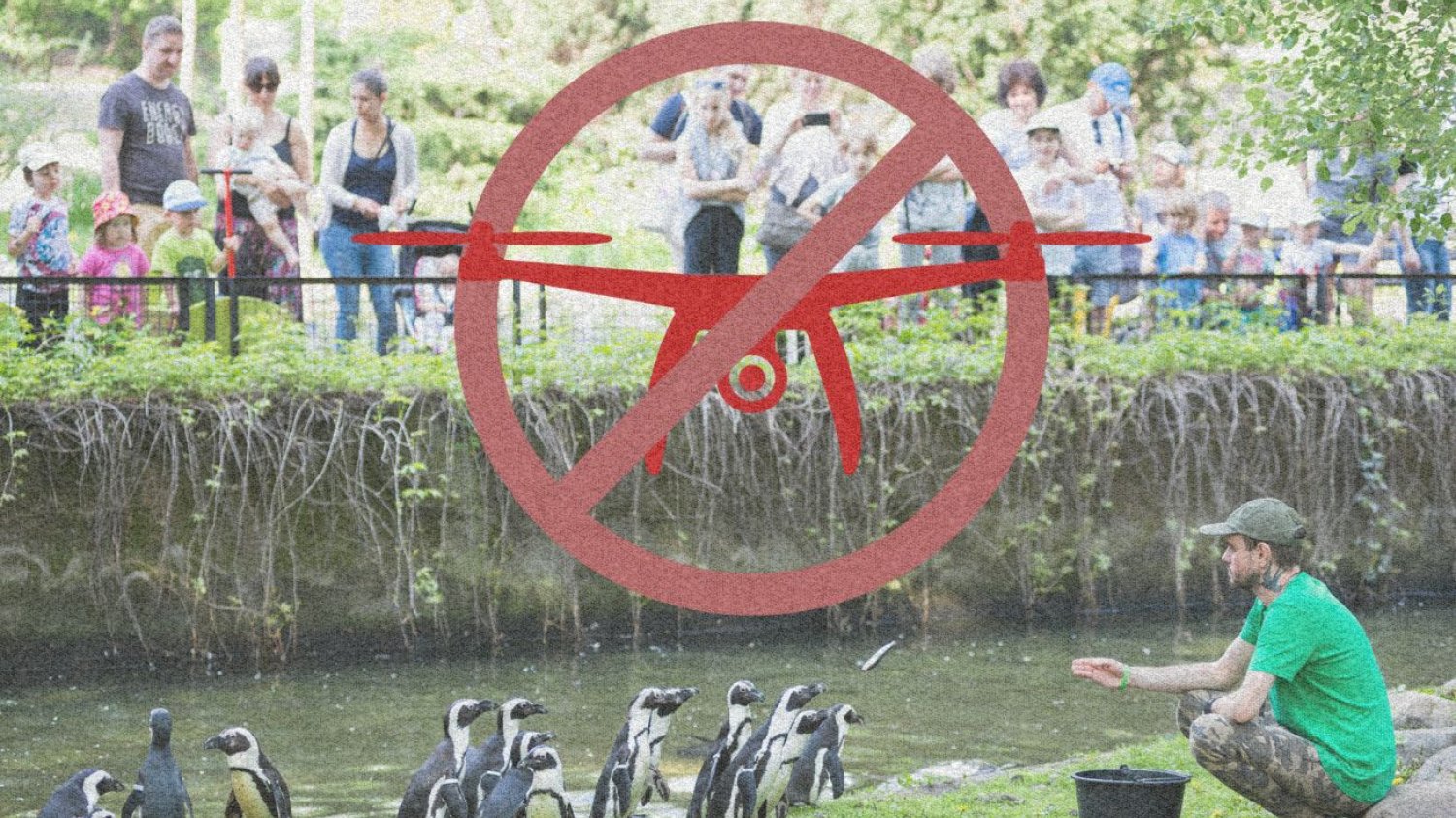 Karmienie pingwinów i symbol zakazu lotu dronem.