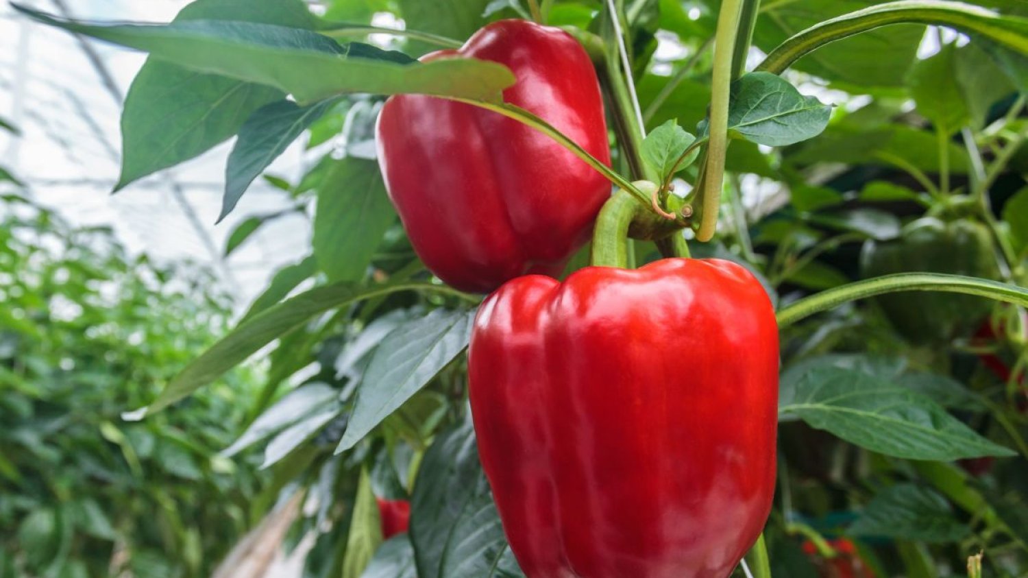 Producenci papryki liczą straty spowodowane suszą