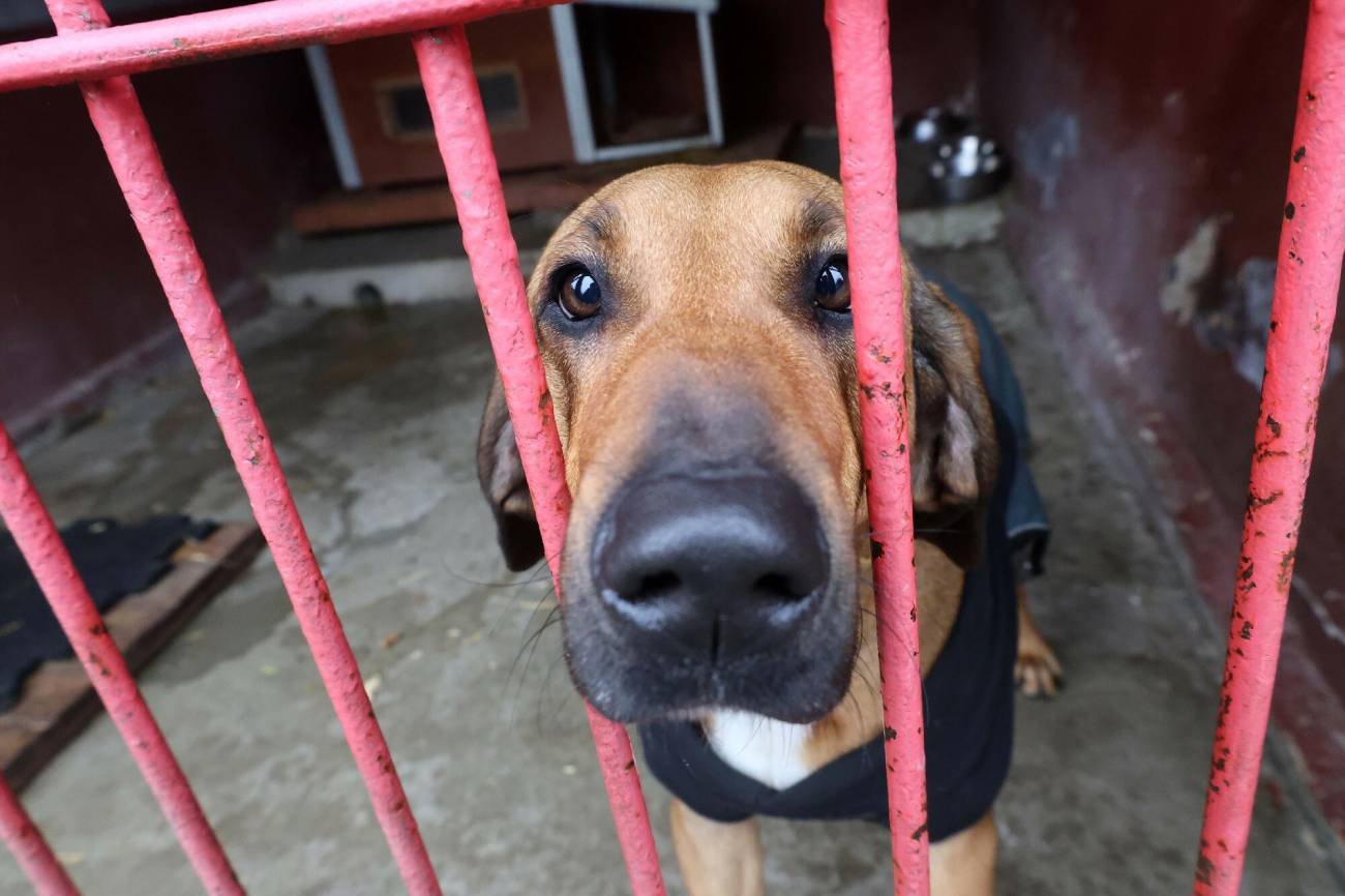 Pies czekający na adopcję.