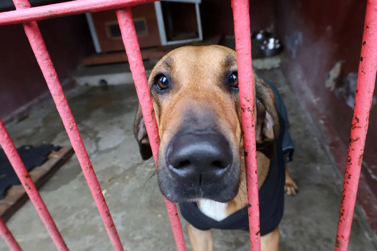 Pies czekający na adopcję.
