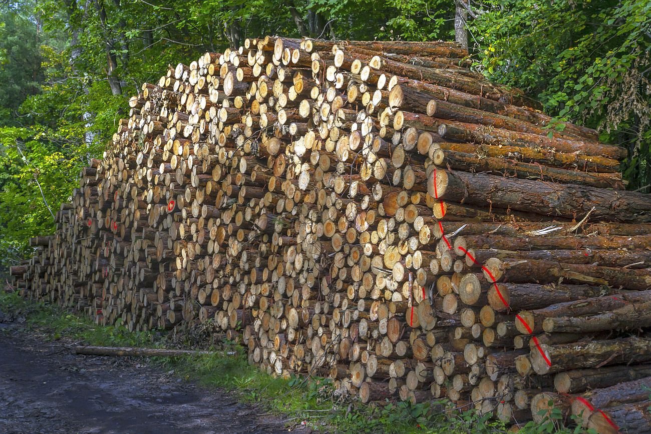 Drewno jest znacznie tańsze, niż węgiel. Wybiera je wiele osób samodzielnie ogrzewających swoje domy