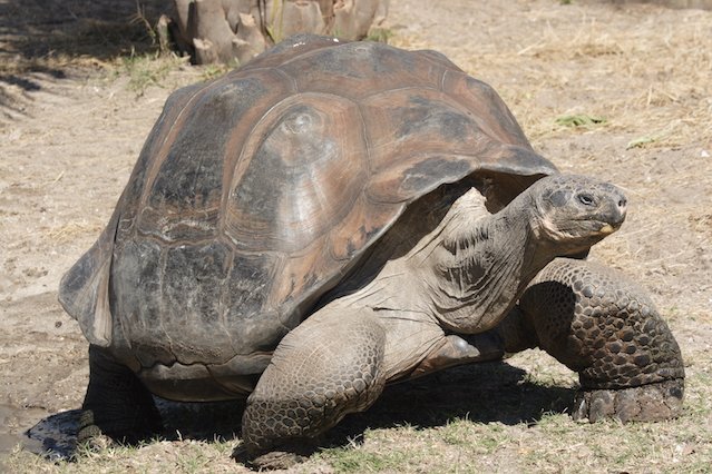 Żółwie słoniowe na Galapagos były już badane przez Karola Darwina.