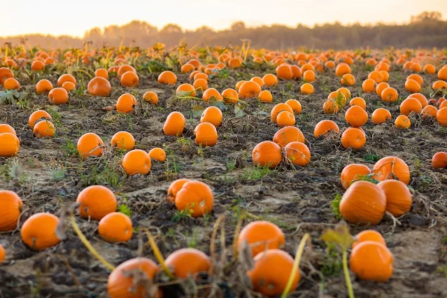 Dzięki Halloween, dynia stała się pomarańczą Niemiec.