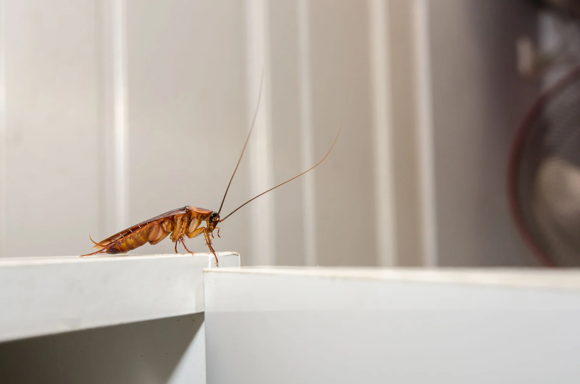 Prusaki to insekty przypominające wyglądem karaluchy. Schowały się w plastikowych butelkach, które utylizuje firma recyklingowa w Dynowie.