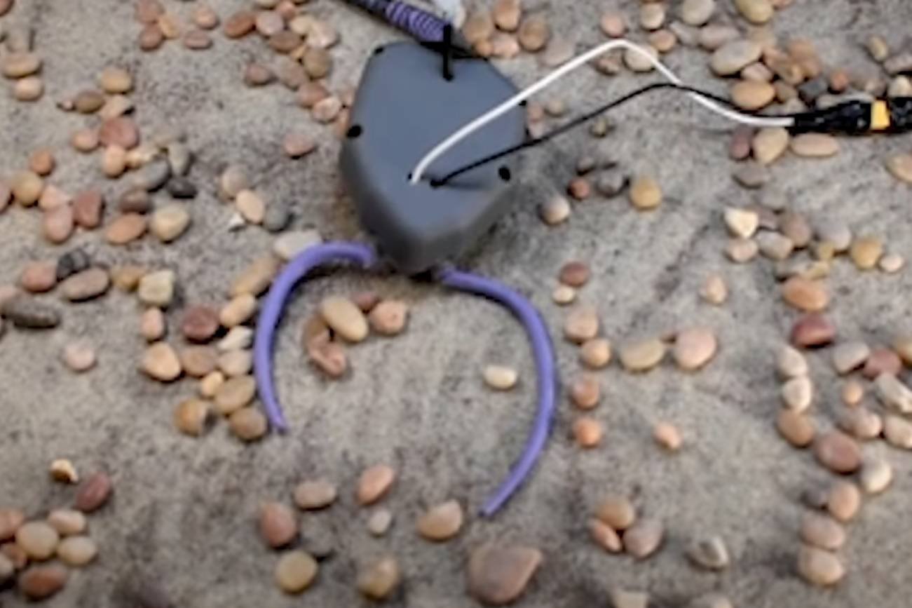 Stworzyli do tego nową dziedzinę nauki - paleobionikę.