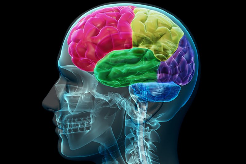 Japońscy naukowcy twierdzą, że mózg funkcjonuje niczym korporacja.