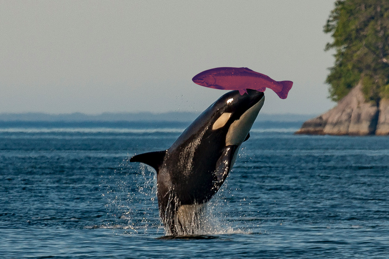 "Czapki z łososia" mogą mieć swój praktyczny powodów, choć ten jest wynikiem jedynie spekulacji naukowców.