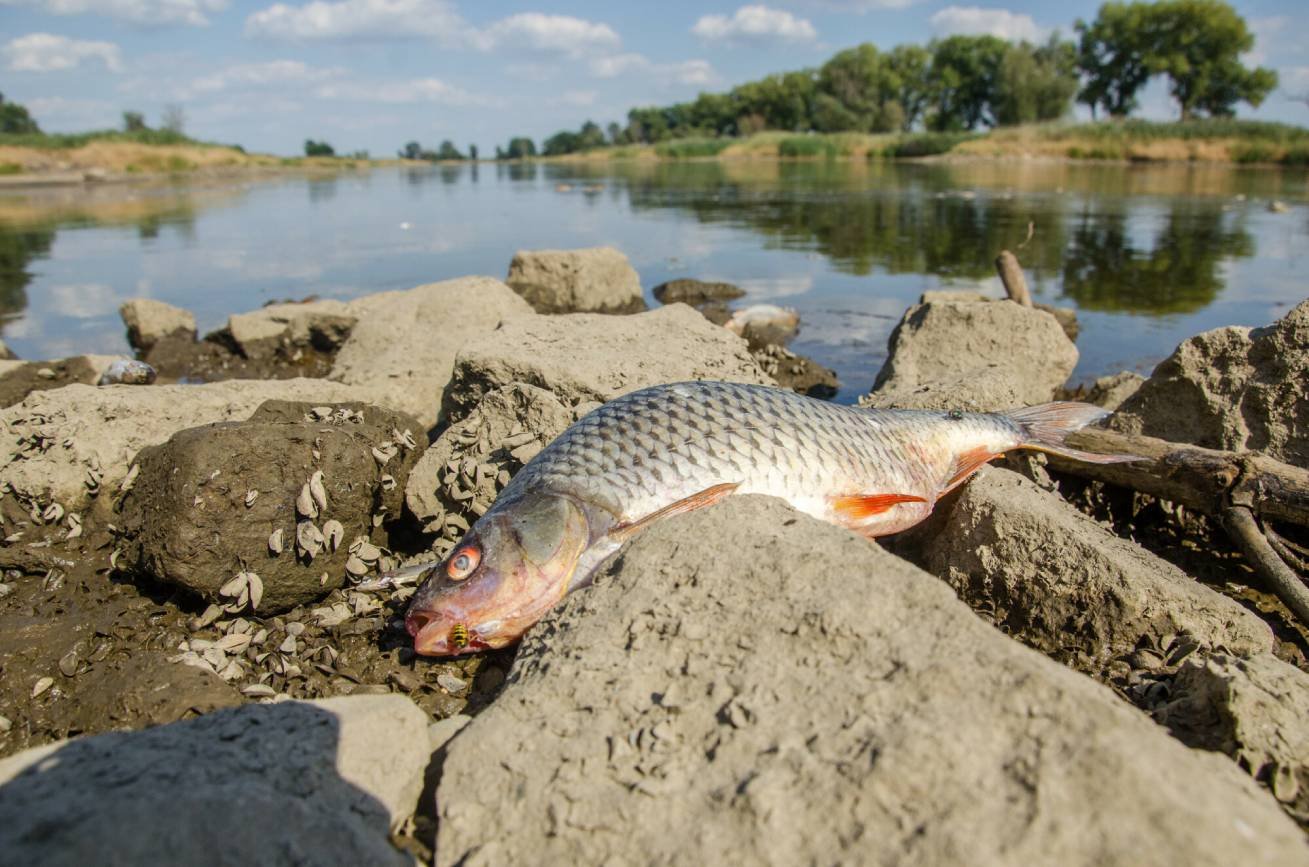 Śnięta ryba w Odrze