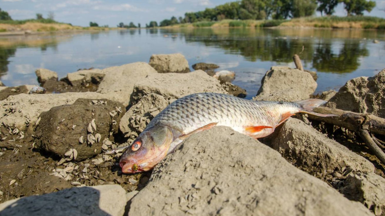 Śnięta ryba w Odrze