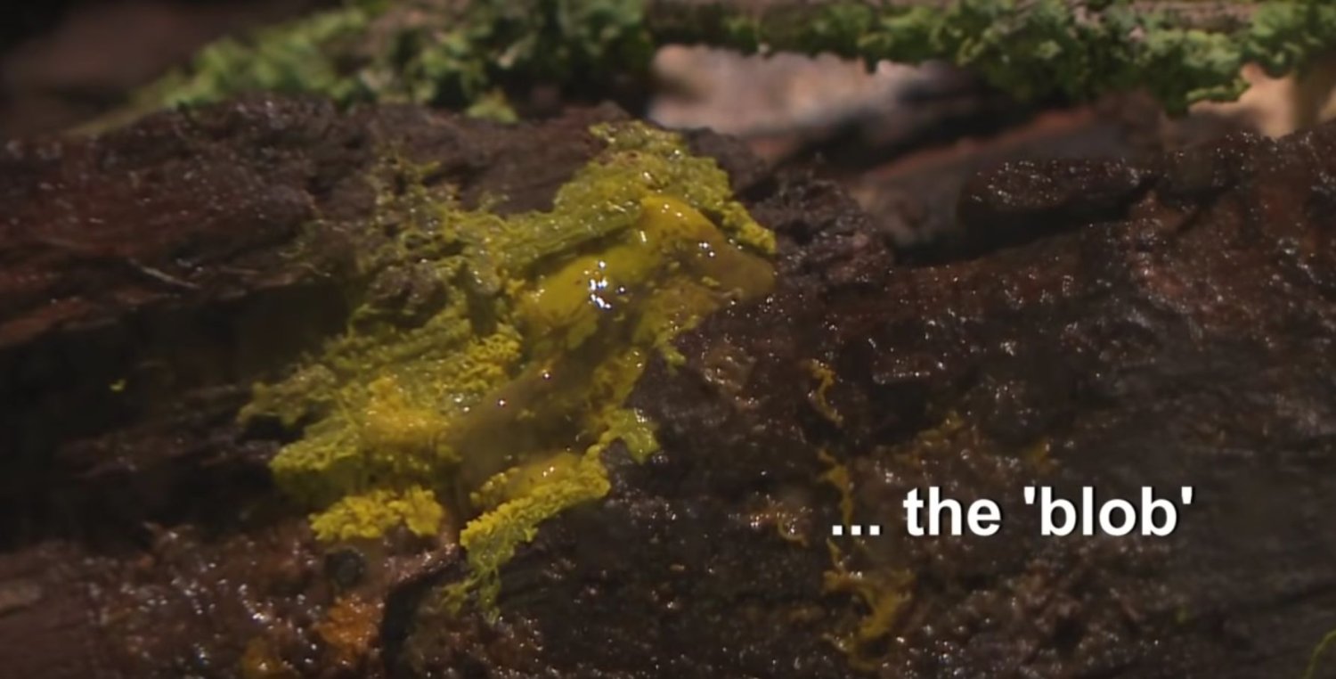 Blob - gatunek śluzowca, który zachowuj się trochę jak zwierzę, choć na pewno nim nie jest. Po raz pierwszy zostanie pokazany w Paryskim Parku Zoologicznym.