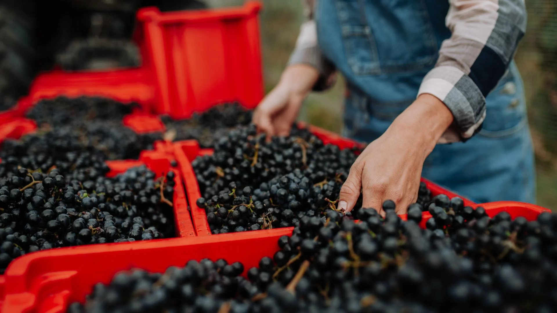 Niemiecka produkcja win w historycznym kryzysie. Nikt nie jeździ za pracą sezonową