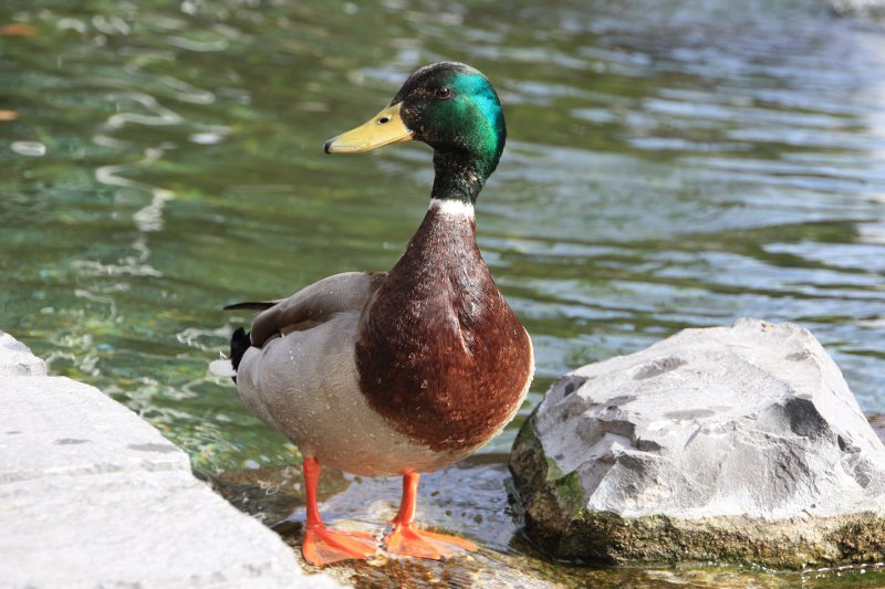 W Londynie kaczki cieszą się szczególnymi względami.