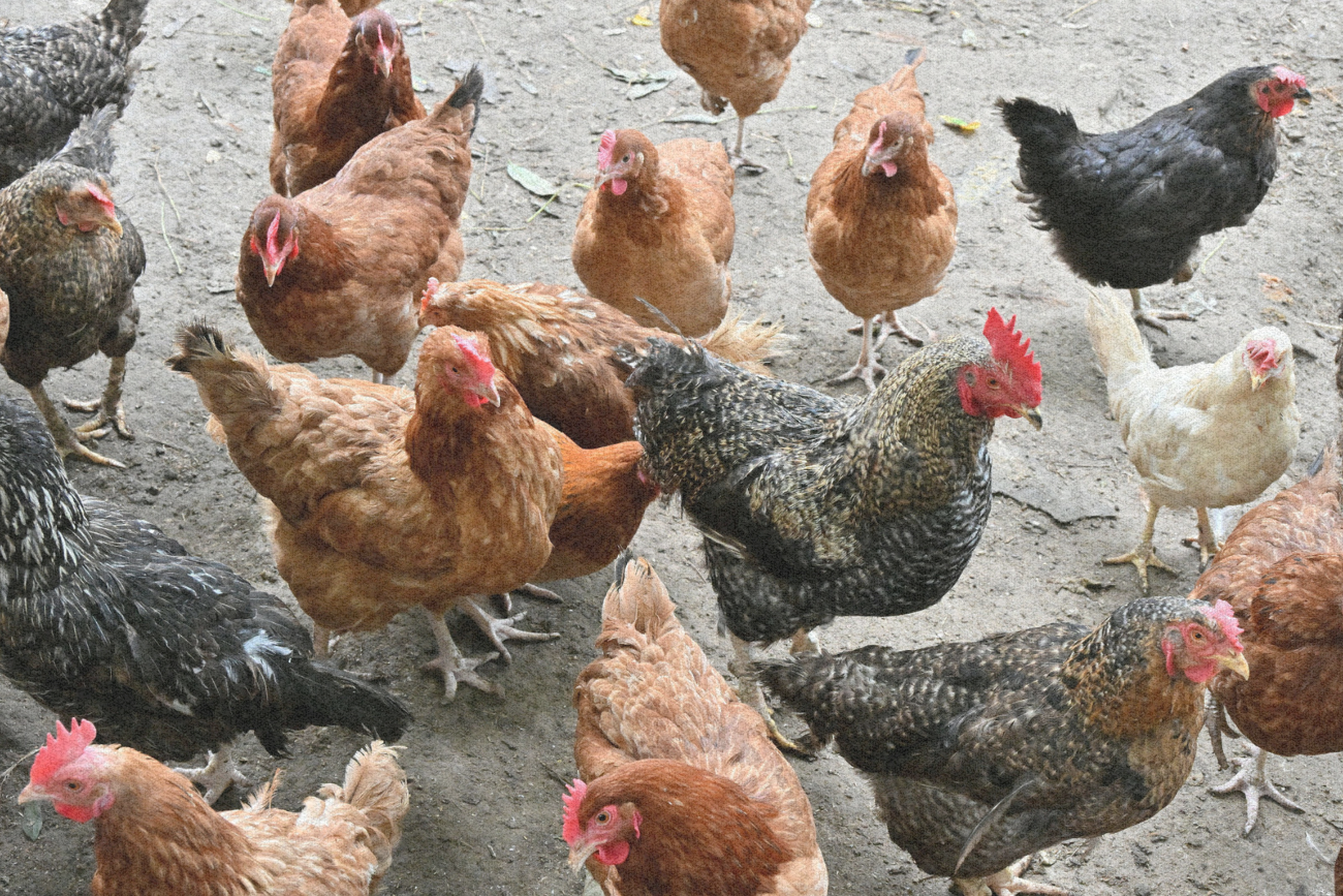 Polska jest dziś niekwestionowanym liderem wśród producentów drobiu w Unii Europejskiej.