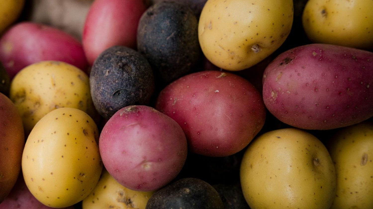 "Superfoods" po polsku. Kolorowe ziemniaki pomogą nie tylko dbać o zdrowie