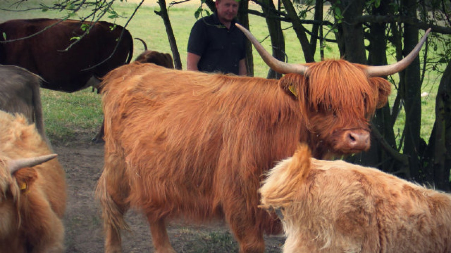 Pierwsze Highland Cattle (Szkocka Rasa Wyżynna) Łukasz Pilarski przywiózł nad Pilicę trzy lata temu