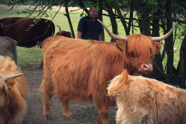 Pierwsze Highland Cattle (Szkocka Rasa Wyżynna) Łukasz Pilarski przywiózł nad Pilicę trzy lata temu