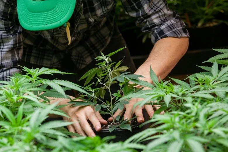 W Polsce będzie dostępna medyczna marihuana