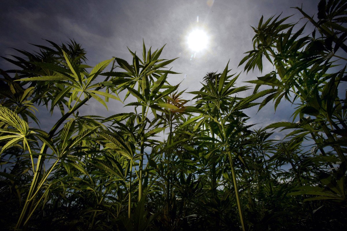 Plantacja konopi siewnych.