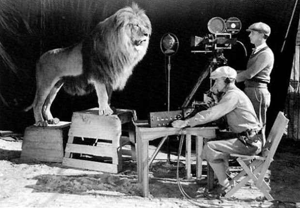 Zdjęcie zostało wykonane w 1928 roku i przedstawia filmowanie lwa, który występuje w czołówce i logo MGM.