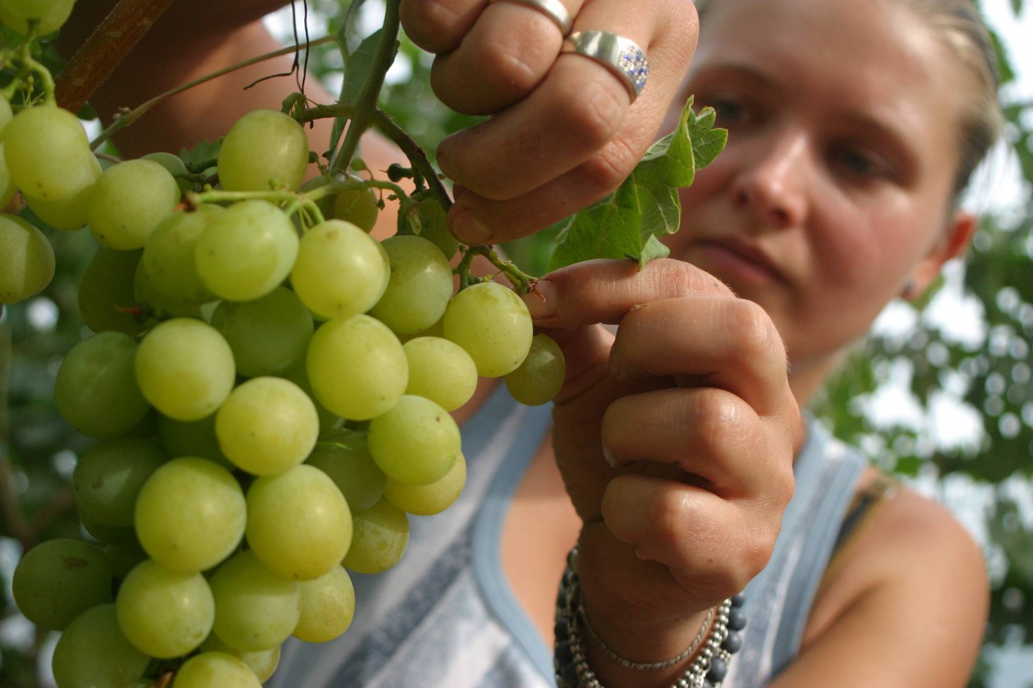 W Sandomierzu powstanie Centrum Winiarstwa
