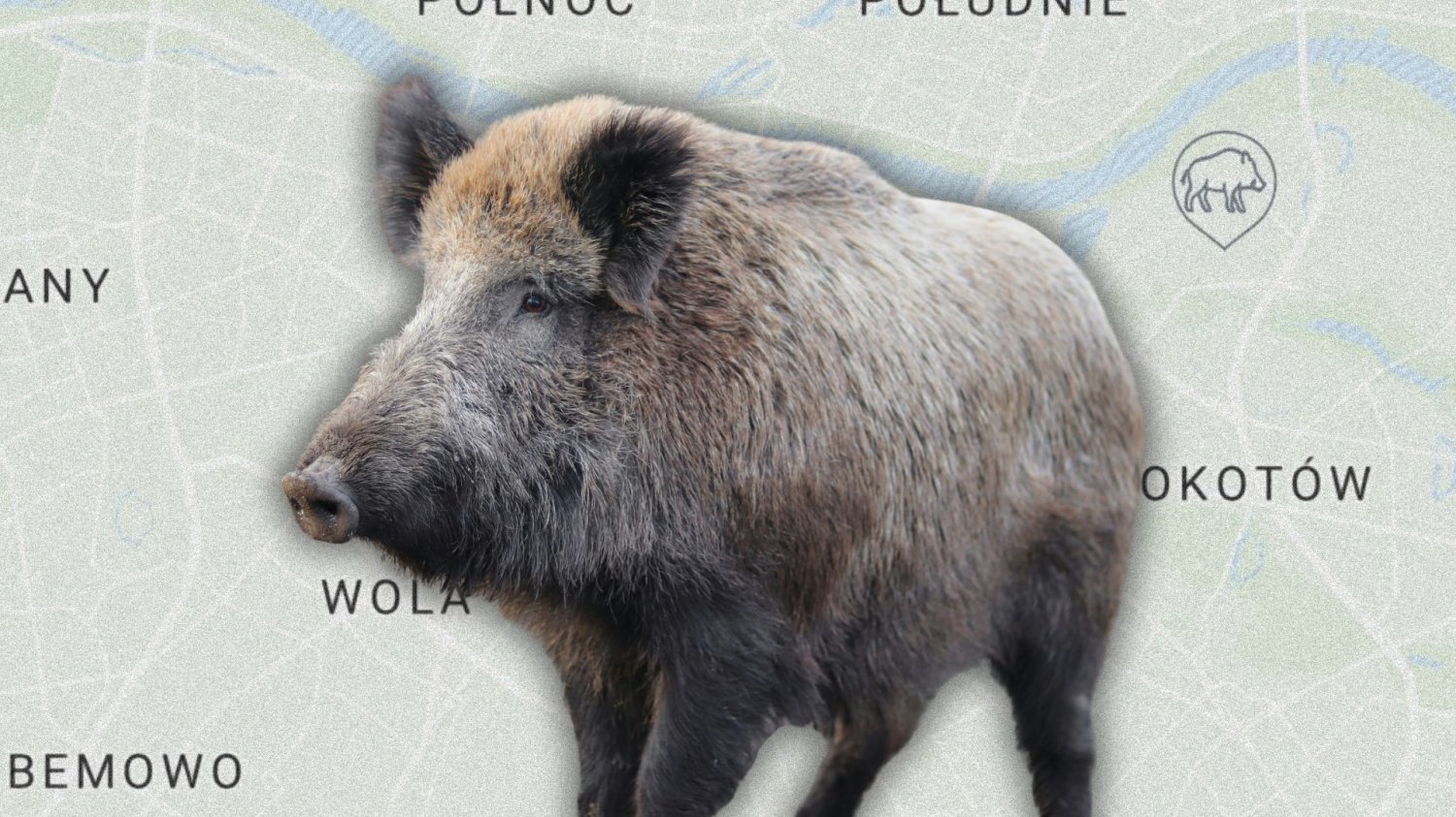 Aplikacja "Zwierz" dostępna. Dzik już nie zaskoczy w mieście. Aplikacja "Zwierz" dostępna. Dzik już nie zaskoczy w mieście.
