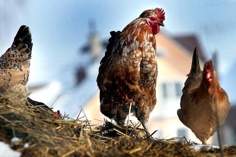 Autorzy zwycięskich wniosków otrzymają ponad 330 mln zł na projekty B+R.