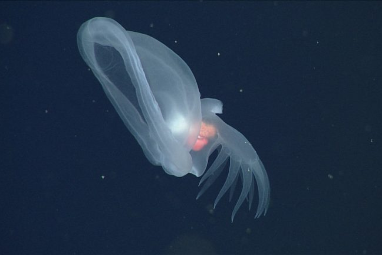 Badacze ustalili, że charakterystyczny kaptur ślimaka morskiego służy mu do łapania i zjadania skorupiaków.