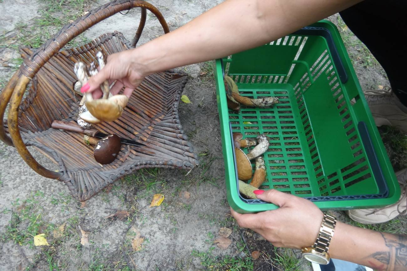 Jakie grzyby będą zbierać przyszłe pokolenia?