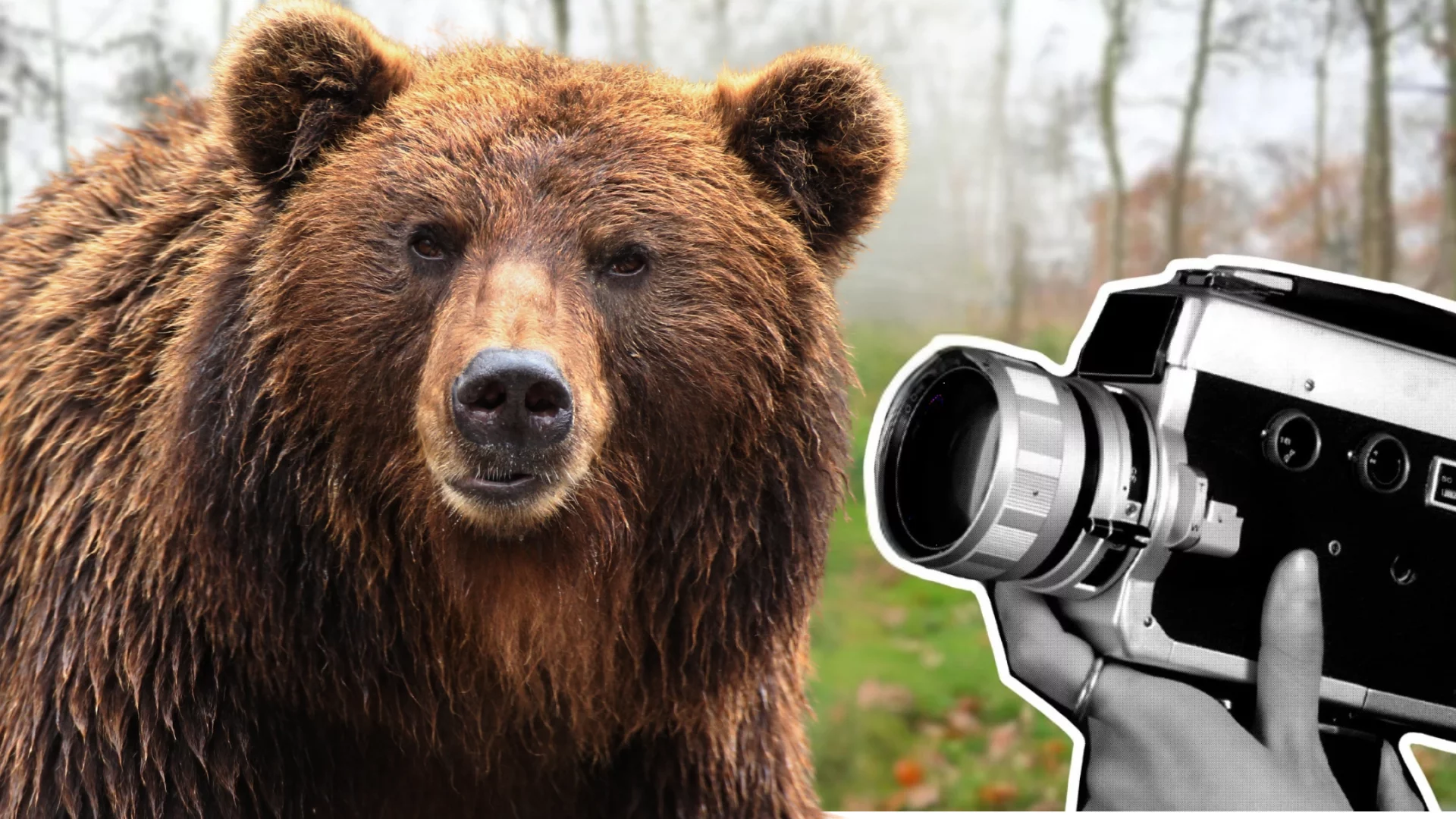 Niedźwiedź. Kamera nagrywająca niedzwiedzia. W tle las.