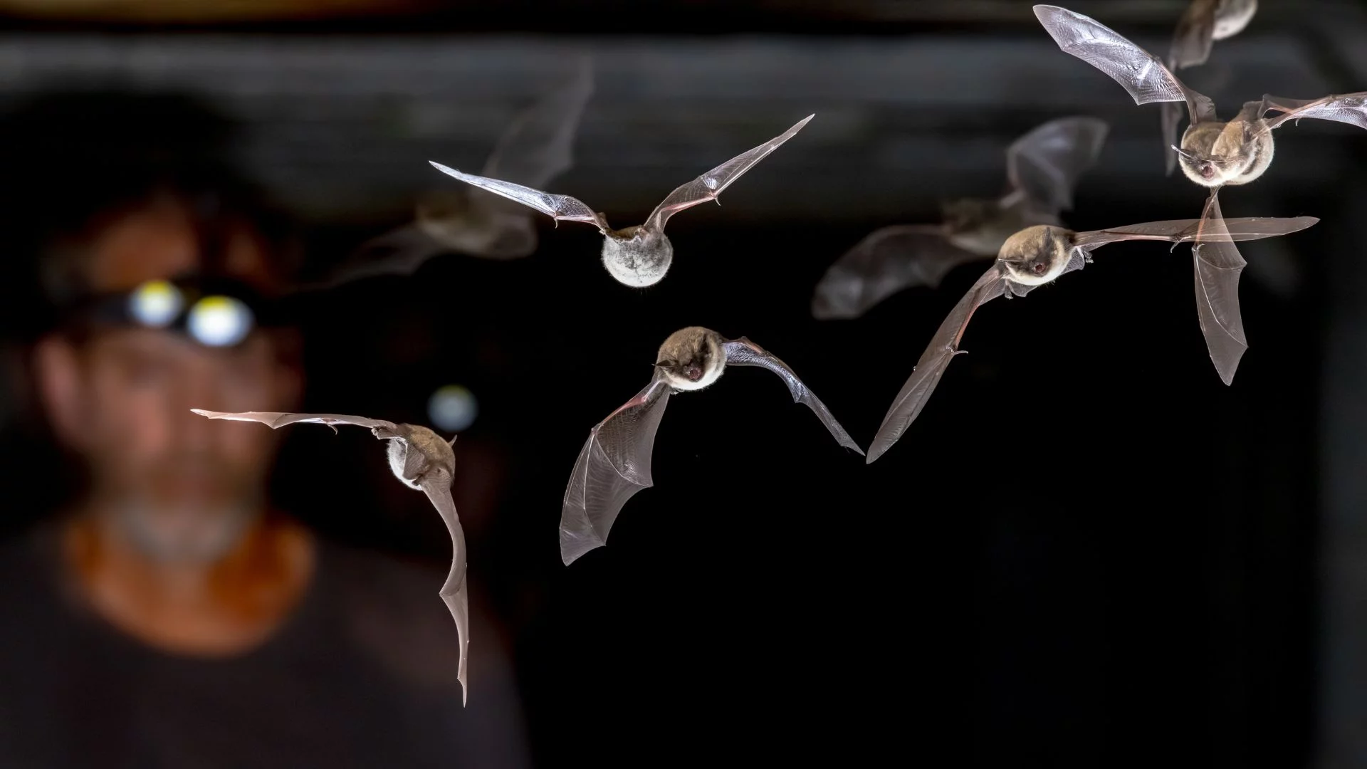 Nietoperze na tle człowieka. Program "Dom Przyjazny Nietoperzom" dofinansowuje urządzenie gackom schronienia w naszych domach.
