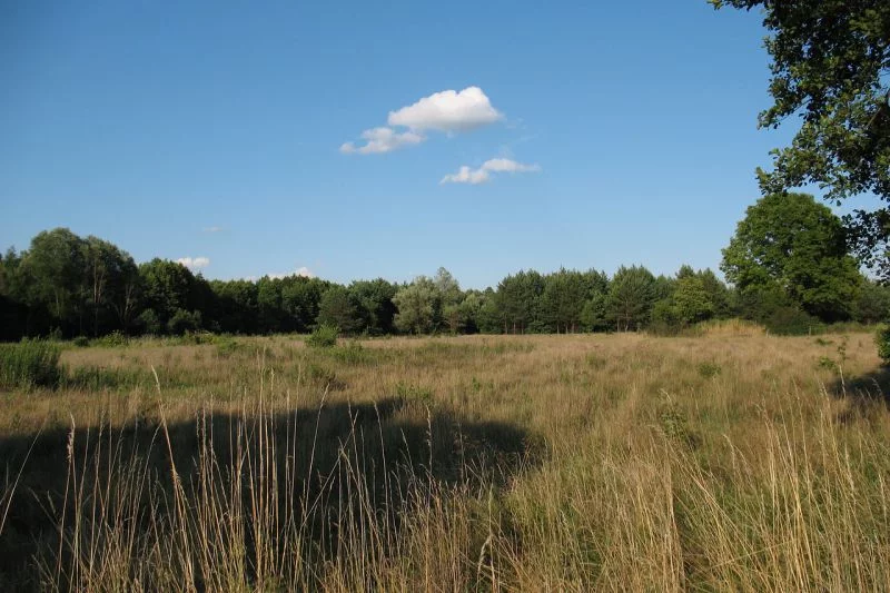 Kampinoski Park Narodowy.