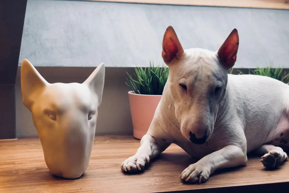 W ofercie KUFA.design znajdują się obecnie głowy buldogów francuskich, bullterierów i chihuahua.