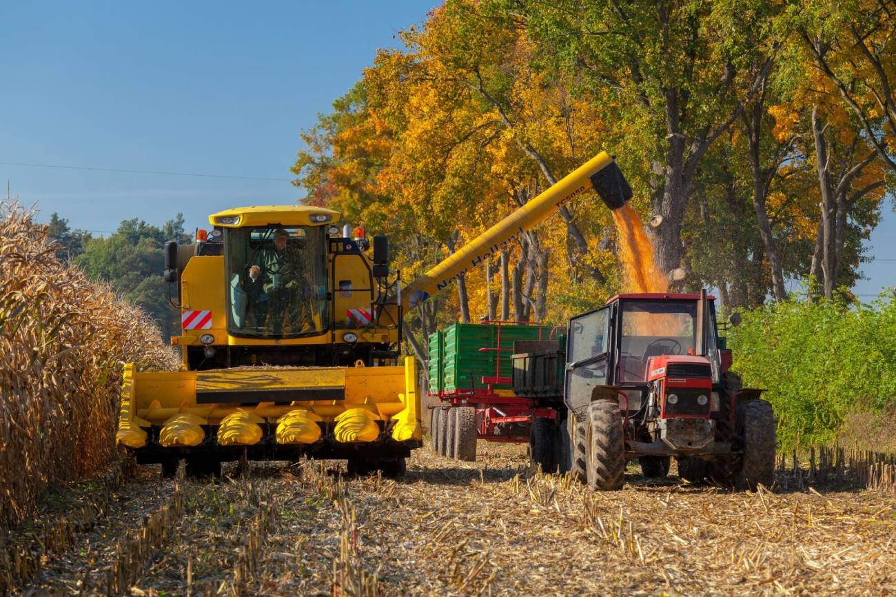 Jesienne zbiory kukurydzy.