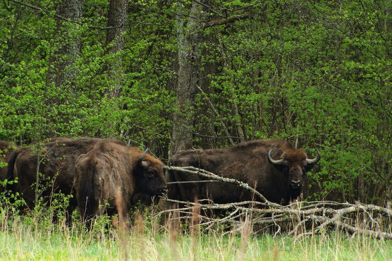 Unikalność Puszczy Białowieskiej zachwyca naukowców z całego świata.