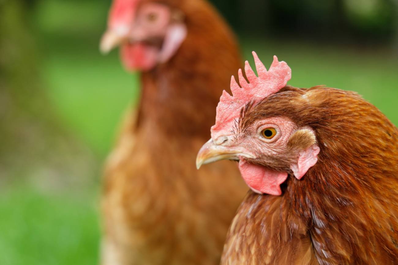 AI zespołu z Japonii tłumaczy co oznacza gdakanie.