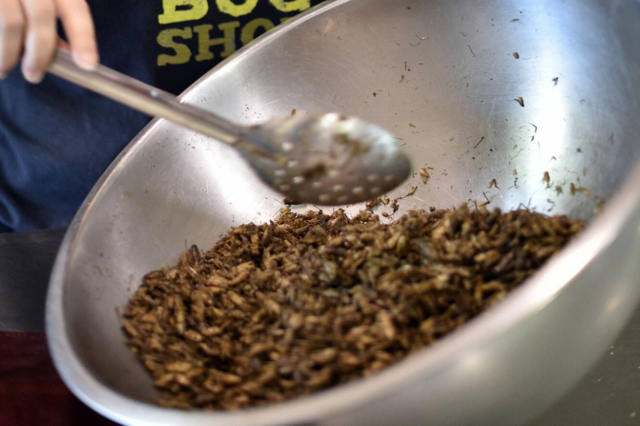 Przygotowywanie jadalnych owadów.