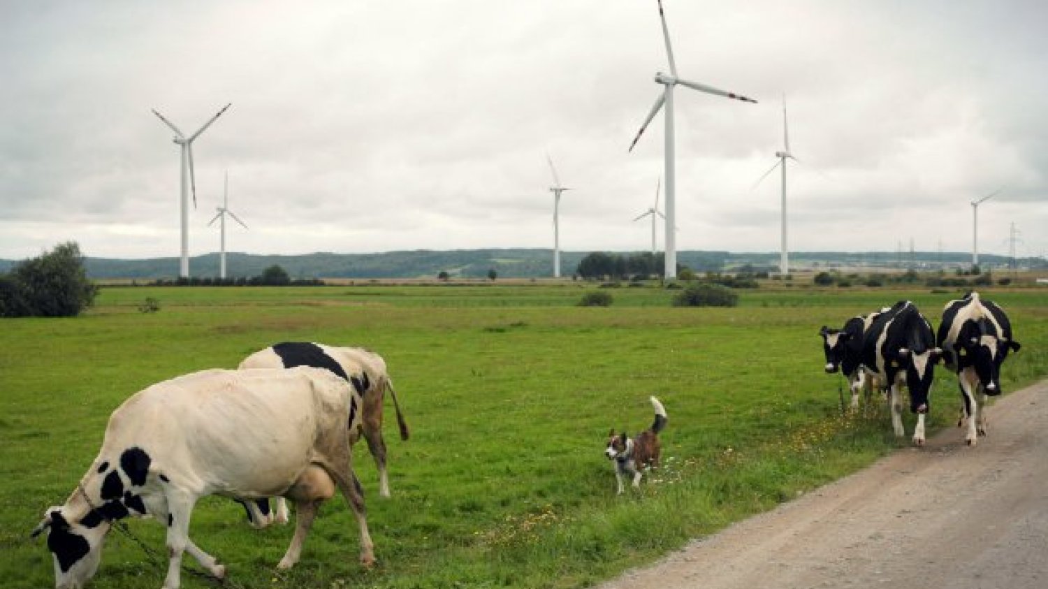 Gdyby stworzyć w Polsce odpowiednie warunki, odnawialne źródła energii mogłyby w naszym kraju "hulać".
