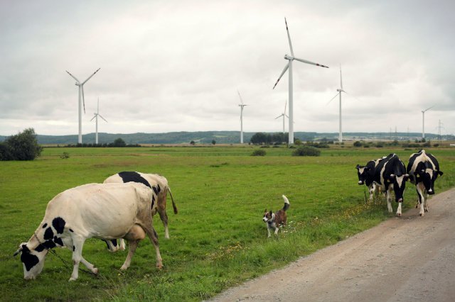 Gdyby stworzyć w Polsce odpowiednie warunki, odnawialne źródła energii mogłyby w naszym kraju "hulać".