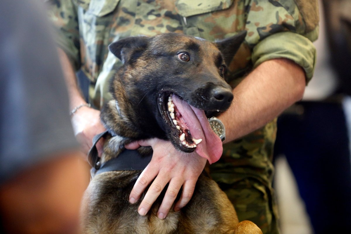 Związkowcy ze Straży Granicznej postulują, by służba przyznała dodatki tym funkcjonariuszom, którzy przygarną psich emerytów.