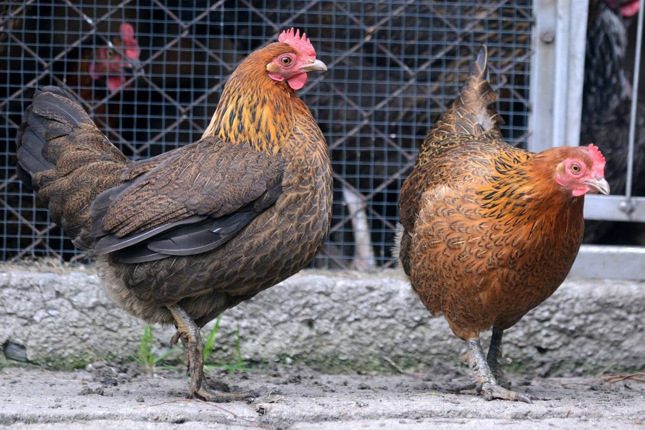 Stan chowu klatkowego w Polsce.