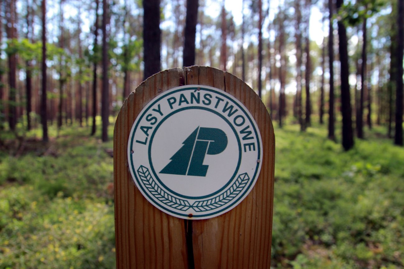 Lasy Państwowe.