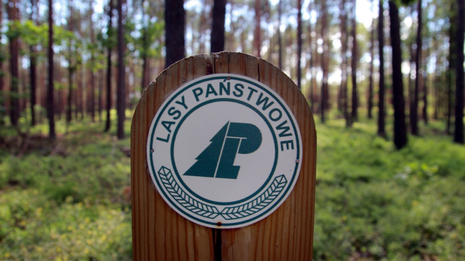Lasy Państwowe.