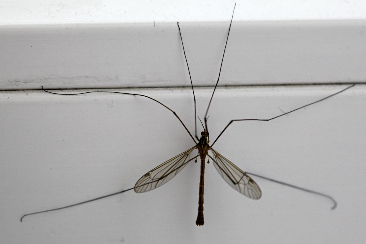 Włosi wyhodowali wysterylizowane, genetycznie zmodyfikowane samce komarów. To sposób na walkę z plagą.