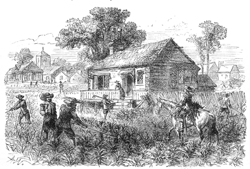 Plantacja tytoniu (ok. 1615 r.) w Jamestown, pierwszej stałej osadzie angielskich kolonistów w Ameryce Północnej