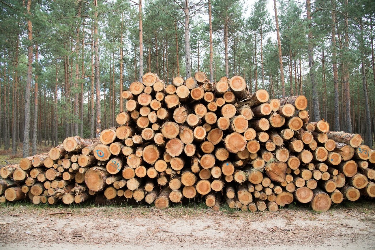 Większa część sprzedawanego przez Lasy Państwowe drewna trafia do klientów indywidualnych