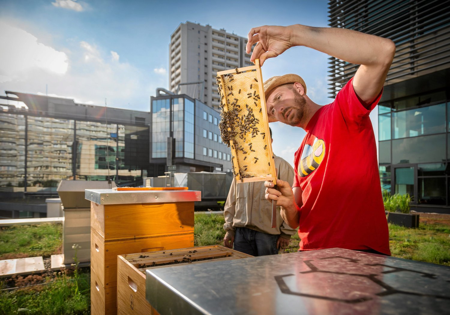 Pszczół przybyło nie także w polskich wsiach, ale i miastach
