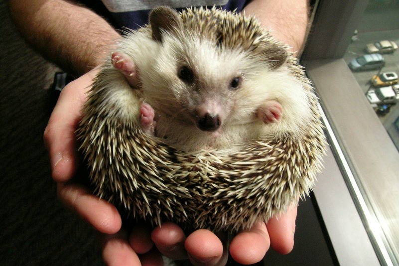 Jeże mają poprawiać samopoczucie.